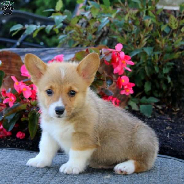 Jakie, Pembroke Welsh Corgi Puppy