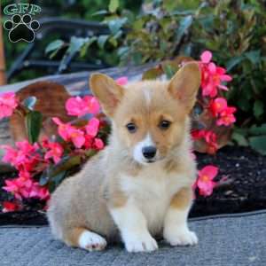 Jakie, Pembroke Welsh Corgi Puppy