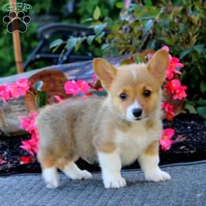Jakie, Pembroke Welsh Corgi Puppy