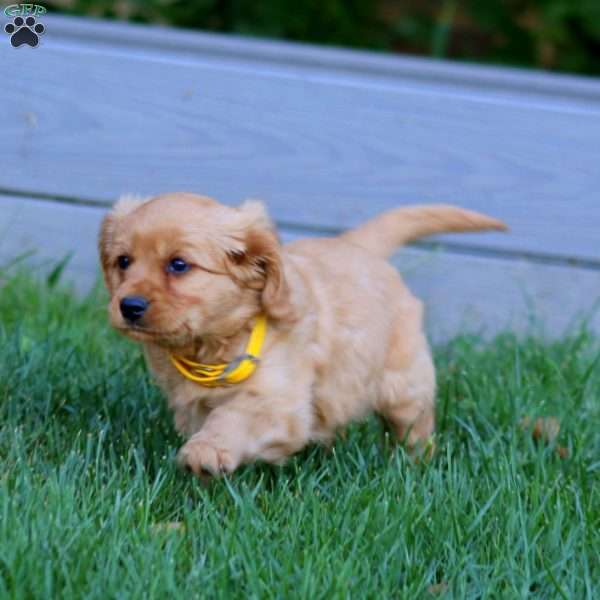 James, Miniature Golden Retriever Puppy
