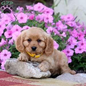 James, Miniature Golden Retriever Puppy
