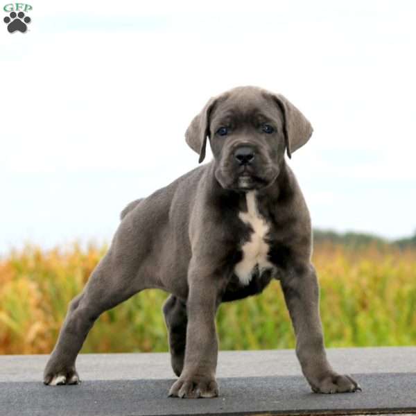 Jamie, Cane Corso Puppy