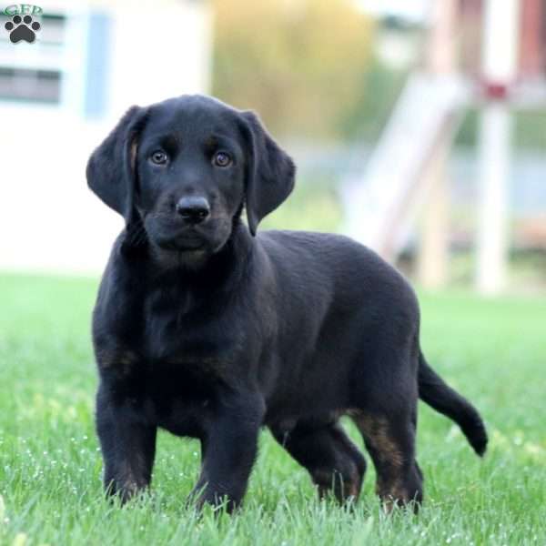 Jamie, Black Labrador Retriever Puppy