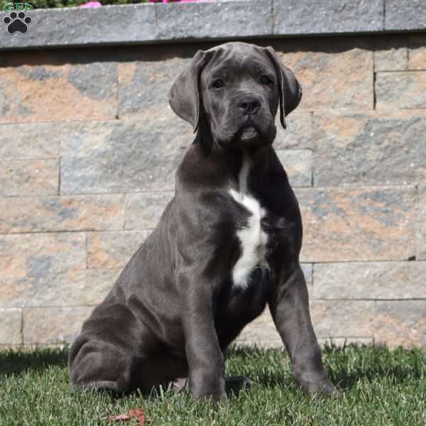 Jamie, Cane Corso Puppy