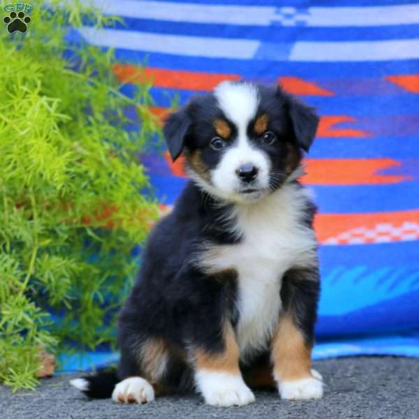 Jamie, Miniature Australian Shepherd Puppy