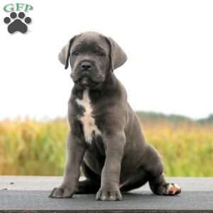 Jamie, Cane Corso Puppy