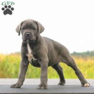 Jamie, Cane Corso Puppy
