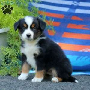 Jamie, Miniature Australian Shepherd Puppy