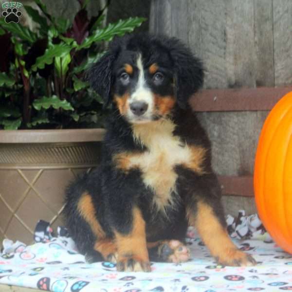 Jane, Bernese Mountain Dog Puppy
