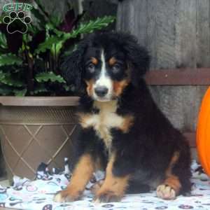 Jane, Bernese Mountain Dog Puppy