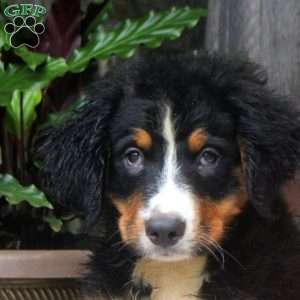 Jane, Bernese Mountain Dog Puppy