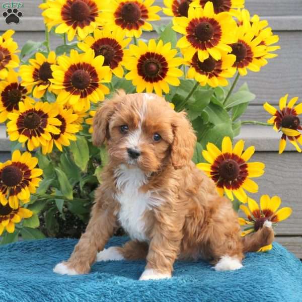 Janelle, Cavapoo Puppy