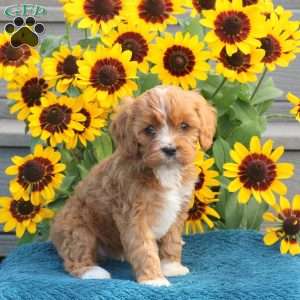 Janelle, Cavapoo Puppy