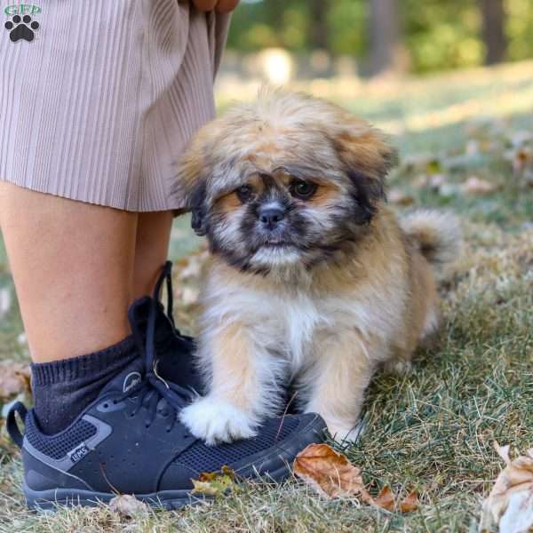 Janise, Lhasa Apso Puppy