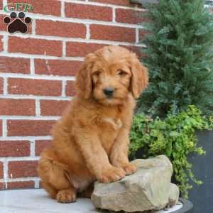 Jasmine, Goldendoodle Puppy