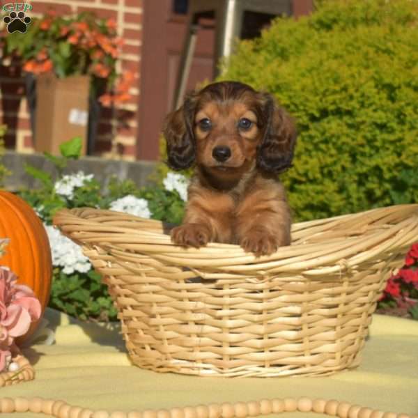 Jasmine, Dachshund Puppy