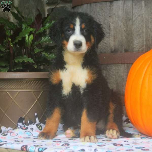 Jasmine, Bernese Mountain Dog Puppy