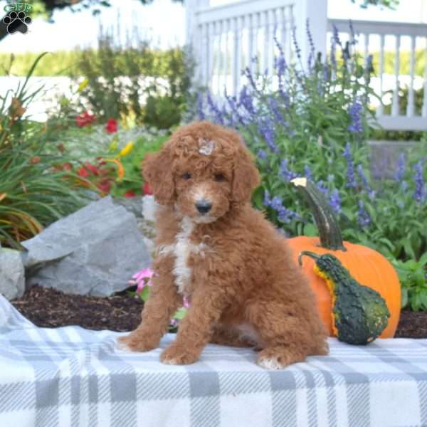 Jasmine, Mini Goldendoodle Puppy