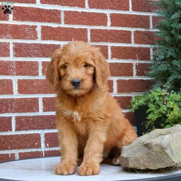 Jasmine, Goldendoodle Puppy