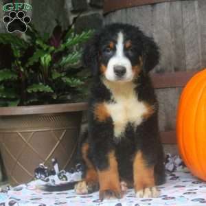 Jasmine, Bernese Mountain Dog Puppy