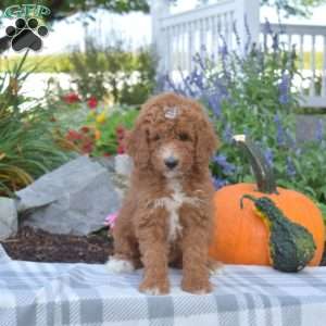 Jasmine, Mini Goldendoodle Puppy