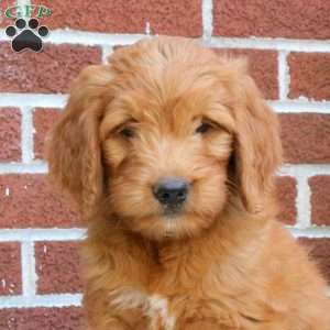 Jasmine, Goldendoodle Puppy