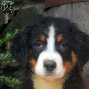 Jasmine, Bernese Mountain Dog Puppy