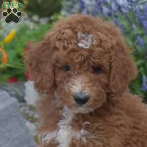 Jasmine, Mini Goldendoodle Puppy