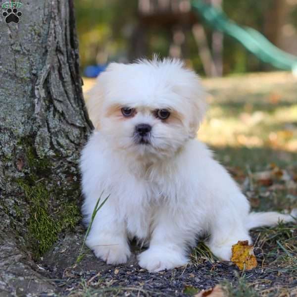 Jasper, Lhasa Apso Puppy