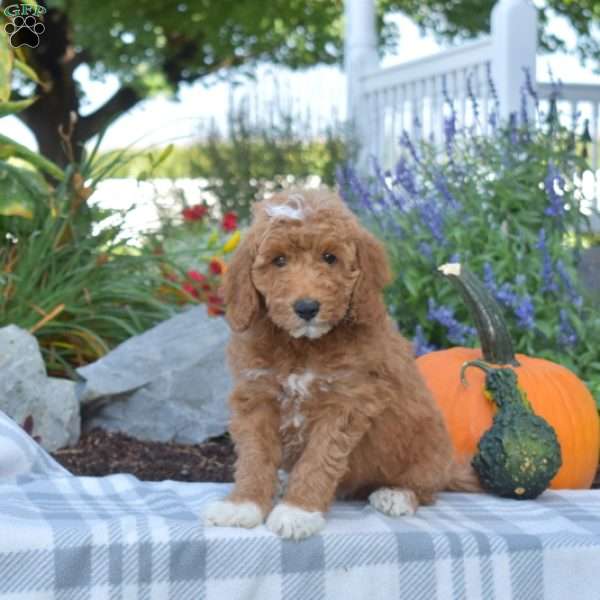 Jasper, Mini Goldendoodle Puppy
