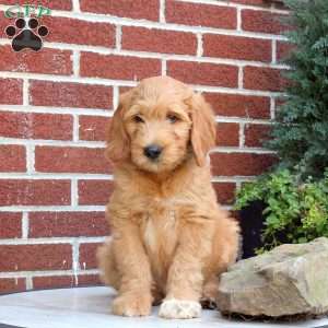 Jasper, Goldendoodle Puppy