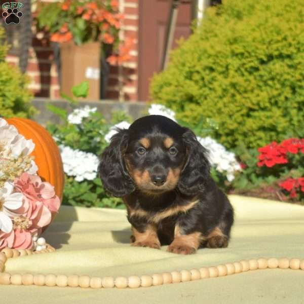 Jasper, Dachshund Puppy