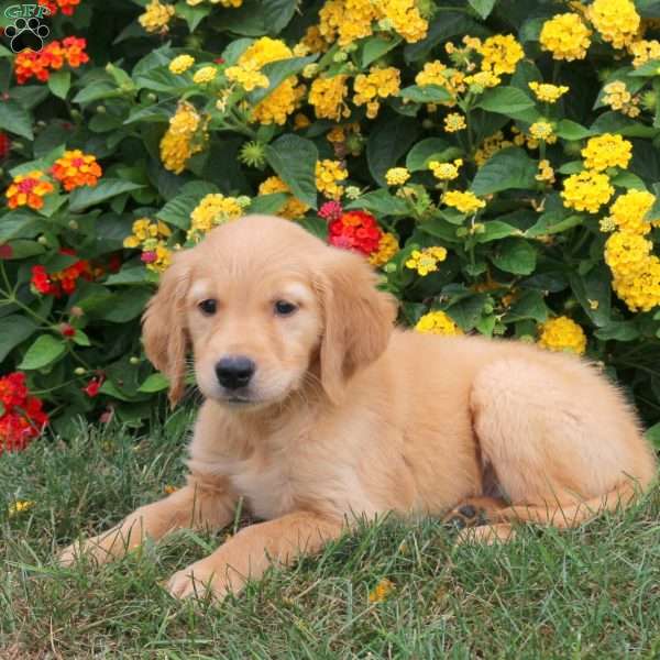 Jasper, Golden Retriever Puppy