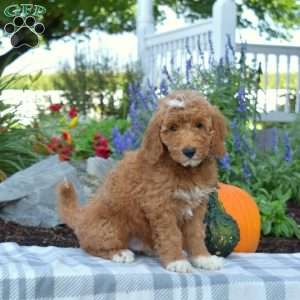 Jasper, Mini Goldendoodle Puppy