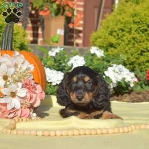 Jasper, Dachshund Puppy