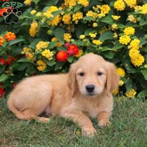 Jasper, Golden Retriever Puppy