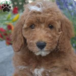 Jasper, Mini Goldendoodle Puppy