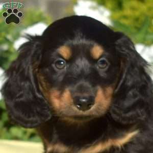 Jasper, Dachshund Puppy