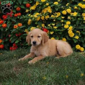 Jasper, Golden Retriever Puppy