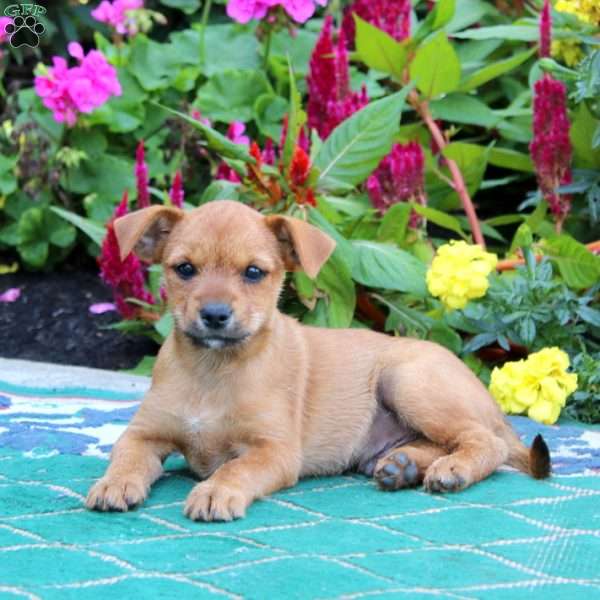 Jasper, Yorkie Mix Puppy