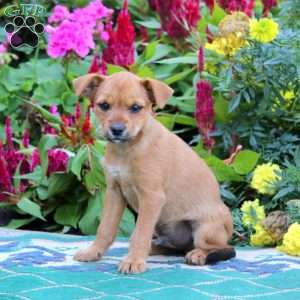 Jasper, Yorkie Mix Puppy