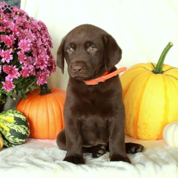 Java, Chocolate Labrador Retriever Puppy