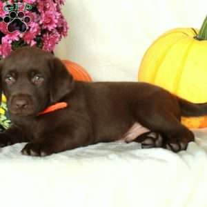 Java, Chocolate Labrador Retriever Puppy