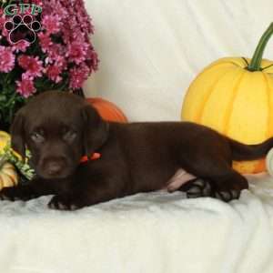 Java, Chocolate Labrador Retriever Puppy