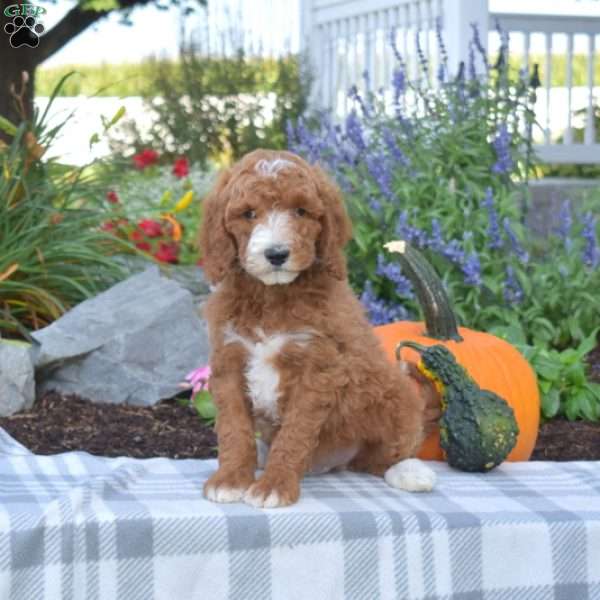 Jax, Mini Goldendoodle Puppy