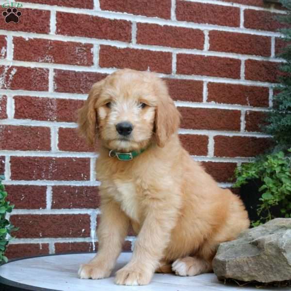 Jax, Goldendoodle Puppy