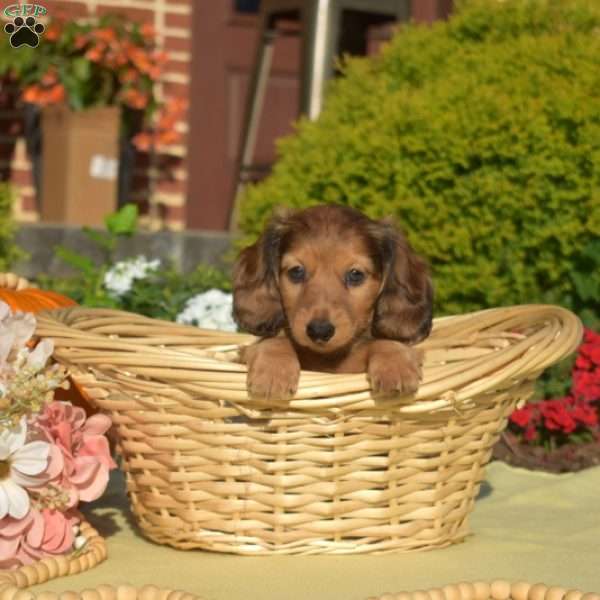 Jax, Dachshund Puppy
