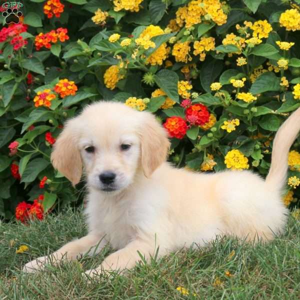 Jax, Golden Retriever Puppy
