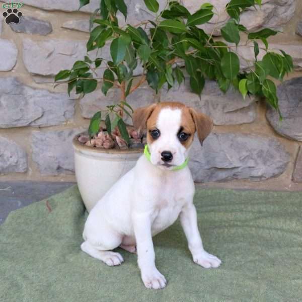 Jax, Boxador Puppy