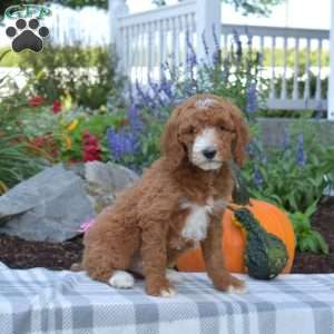 Jax, Mini Goldendoodle Puppy